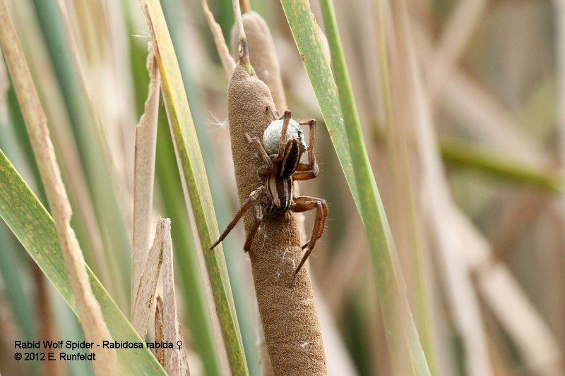 15 Sept-WolfSpider.jpg